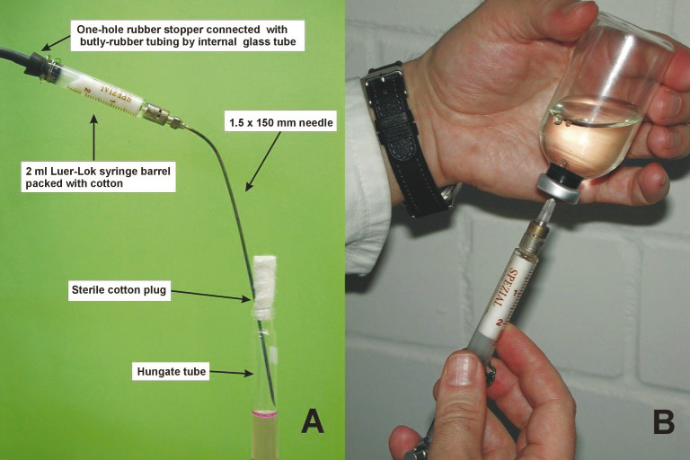 Assembly of cannulas used in the Hungate technique for aseptic gassing.